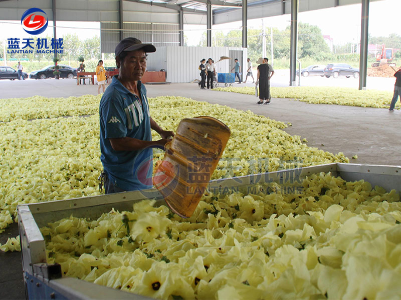 陜西黃蜀葵烘干機客戶現(xiàn)場